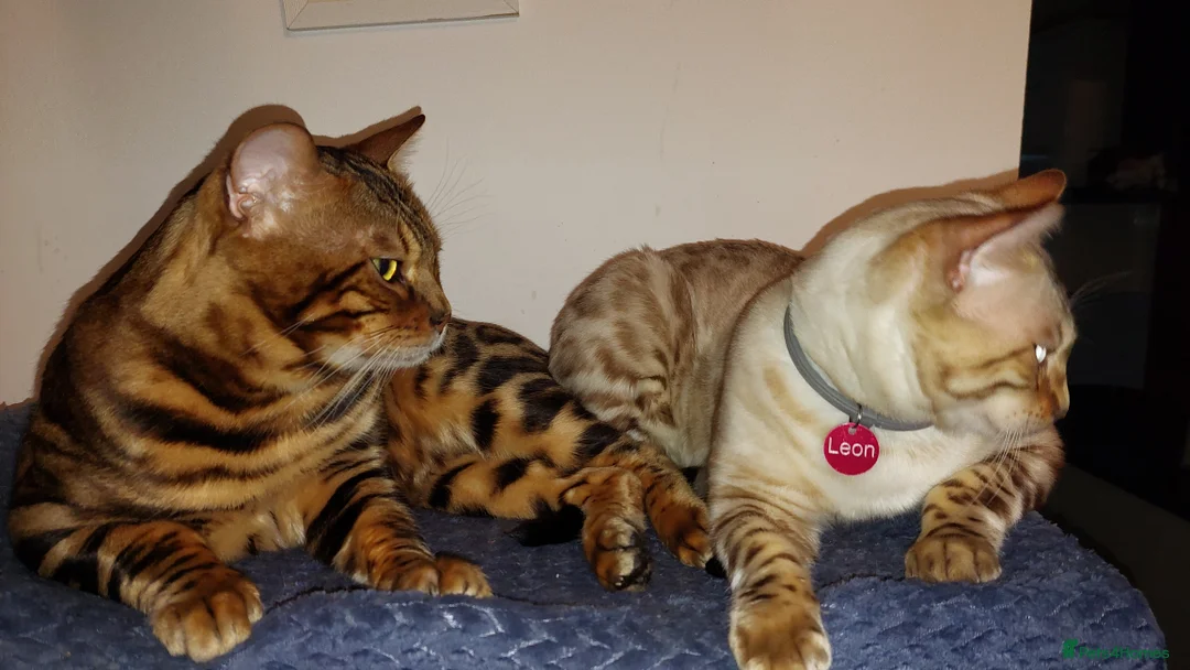 Bengal cats for stud: AMAZING SNOW LYNX STUD BENGAL TICA reg  in Harlow - Advert 26