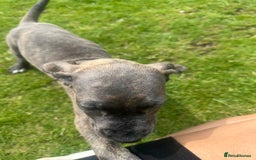 Mixed Breed dogs for sale: Italian Daniff Pups  - Image 12