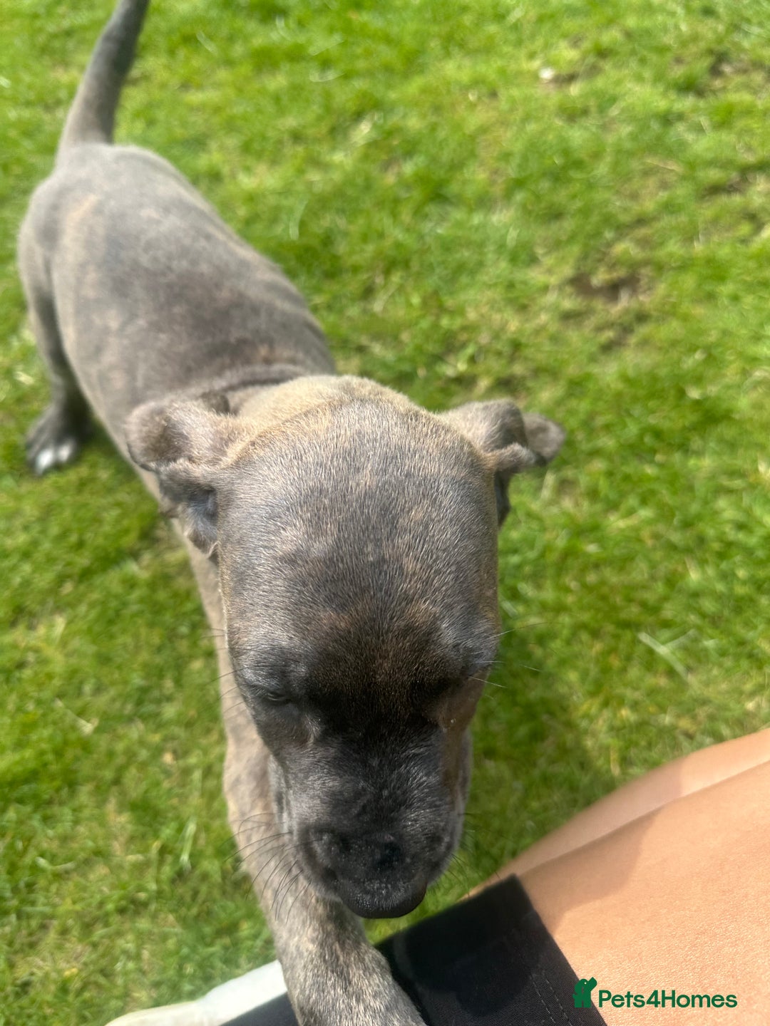 Mixed Breed dogs for sale: Italian Daniff Pups  - Image 12