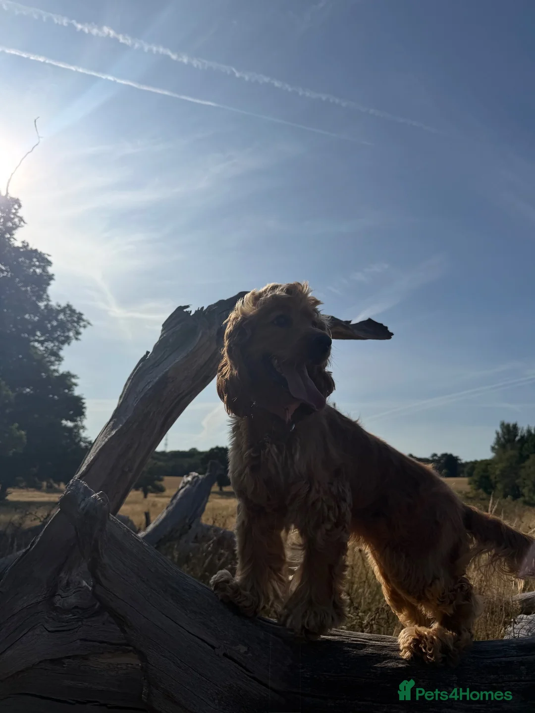 Cocker Spaniel dogs for sale: Kc reg cocker spaniel - Advert 4