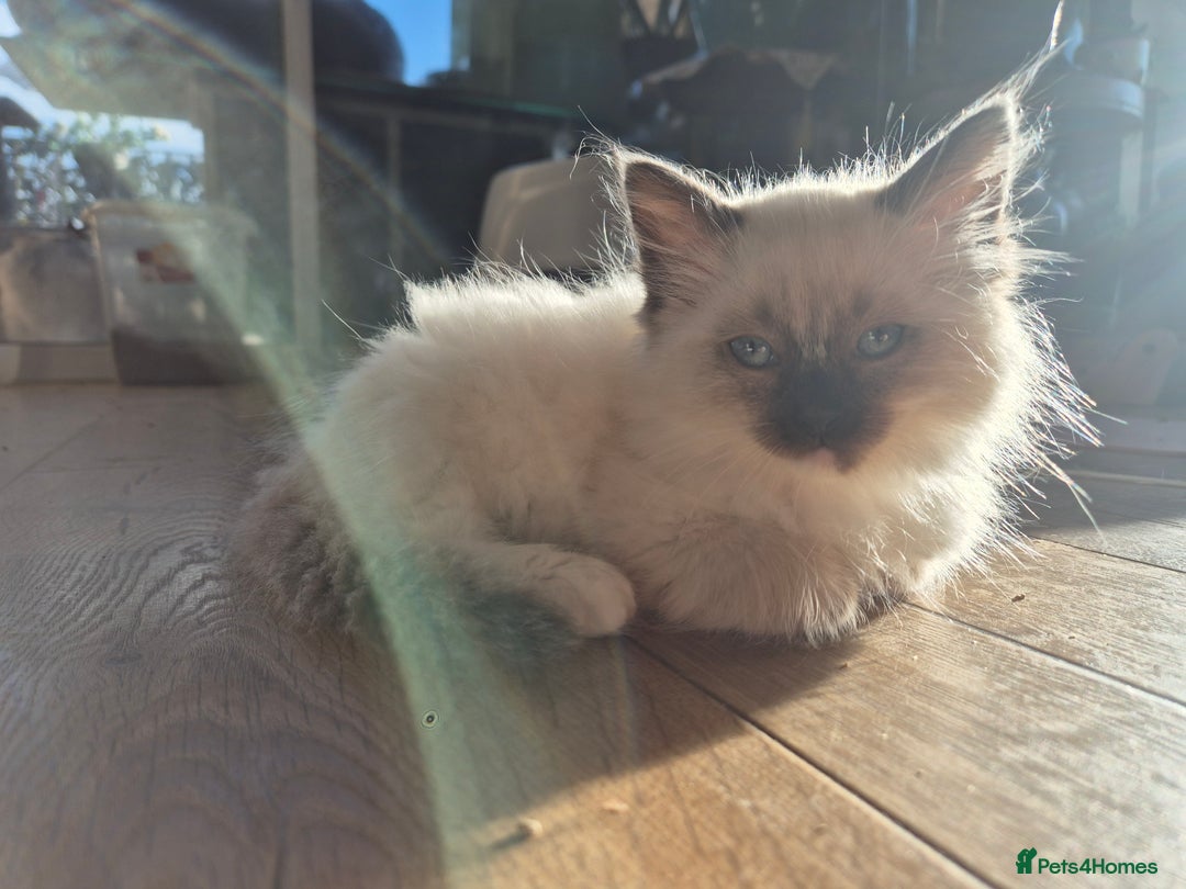 Ragdoll cats for sale: Beautiful Ragdoll Kittens, GCCF & Tica Registered - Advert 7