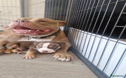 American Bully dogs for sale: Pocket bully bitch and male - Image 7