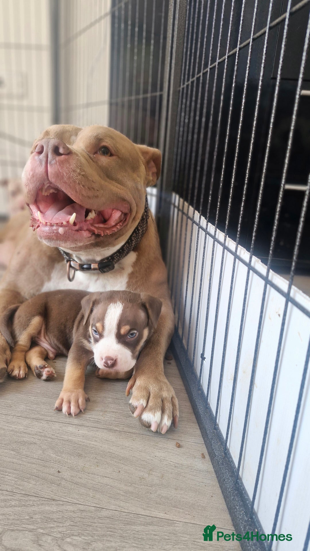 American Bully dogs for sale: Pocket bully bitch and male - Image 7