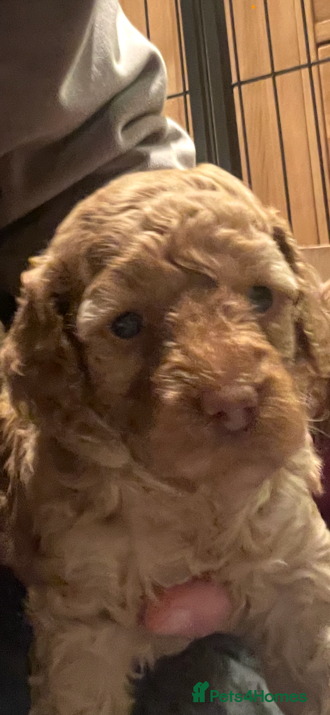 Cockapoo dogs for sale: Cockapoo’s  for sale - Image 12