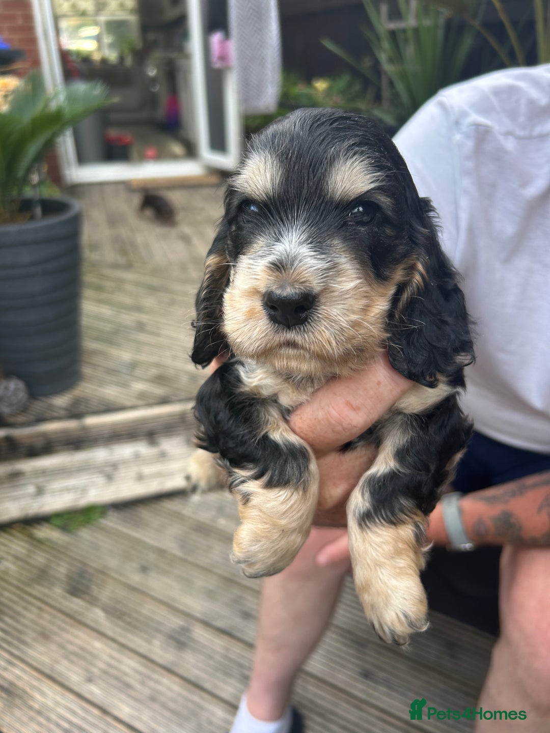 Cocker Spaniel dogs for sale: Cocker spaniel puppies - Image 6