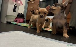 Mixed Breed dogs for sale: FrenchieXPomeranian  - Image 24