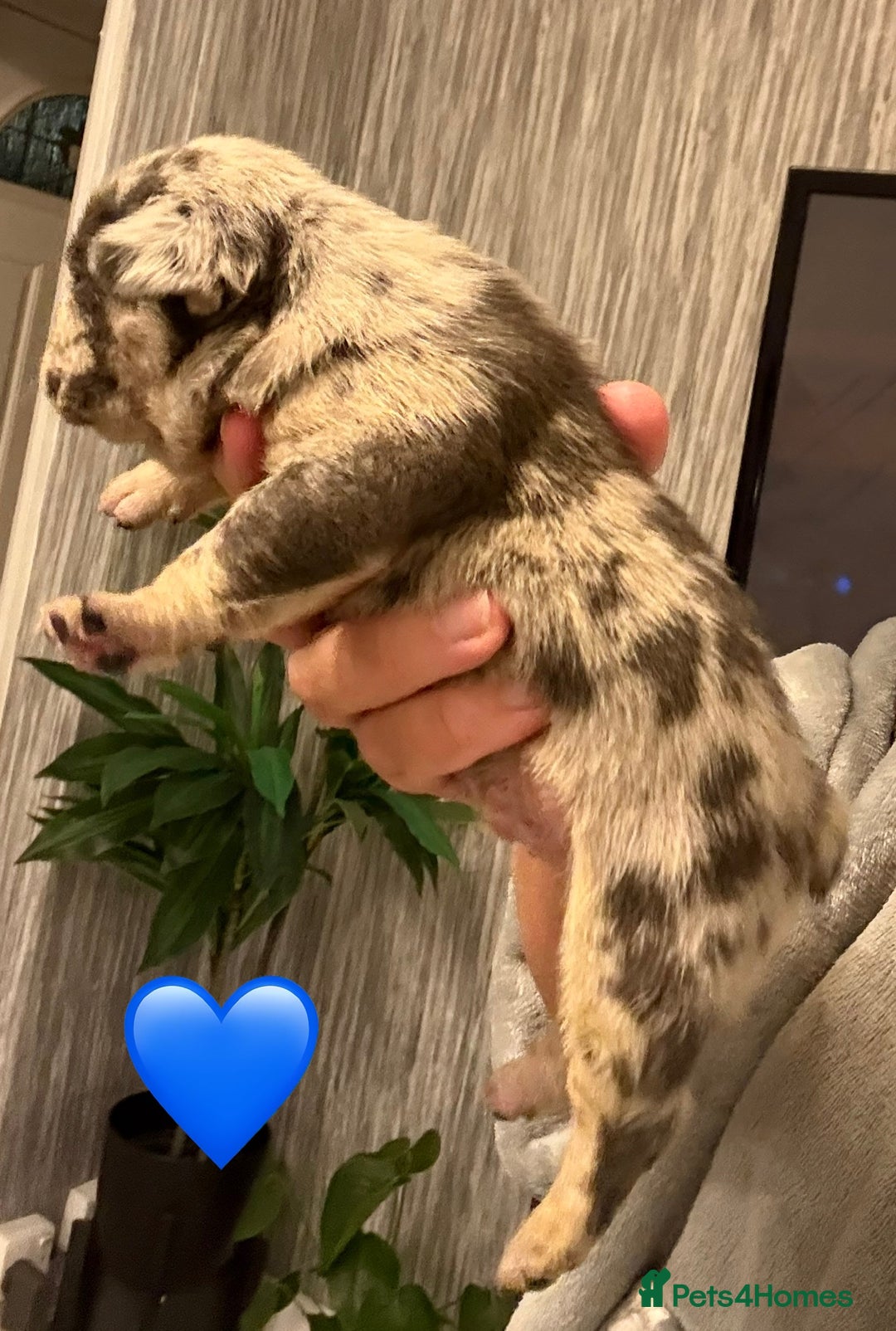 French Bulldog dogs for sale: French bulldog puppies - Advert 12