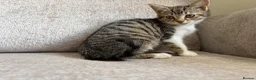 Mixed Breed cats for sale: 7 beautiful kittens ready from a loving home in Huddersfield - Advert 19