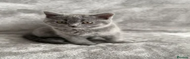British Shorthair Kitten 2