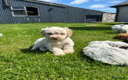 Cockapoo dogs for sale: Beautiful cockapoo puppies  - Image 4