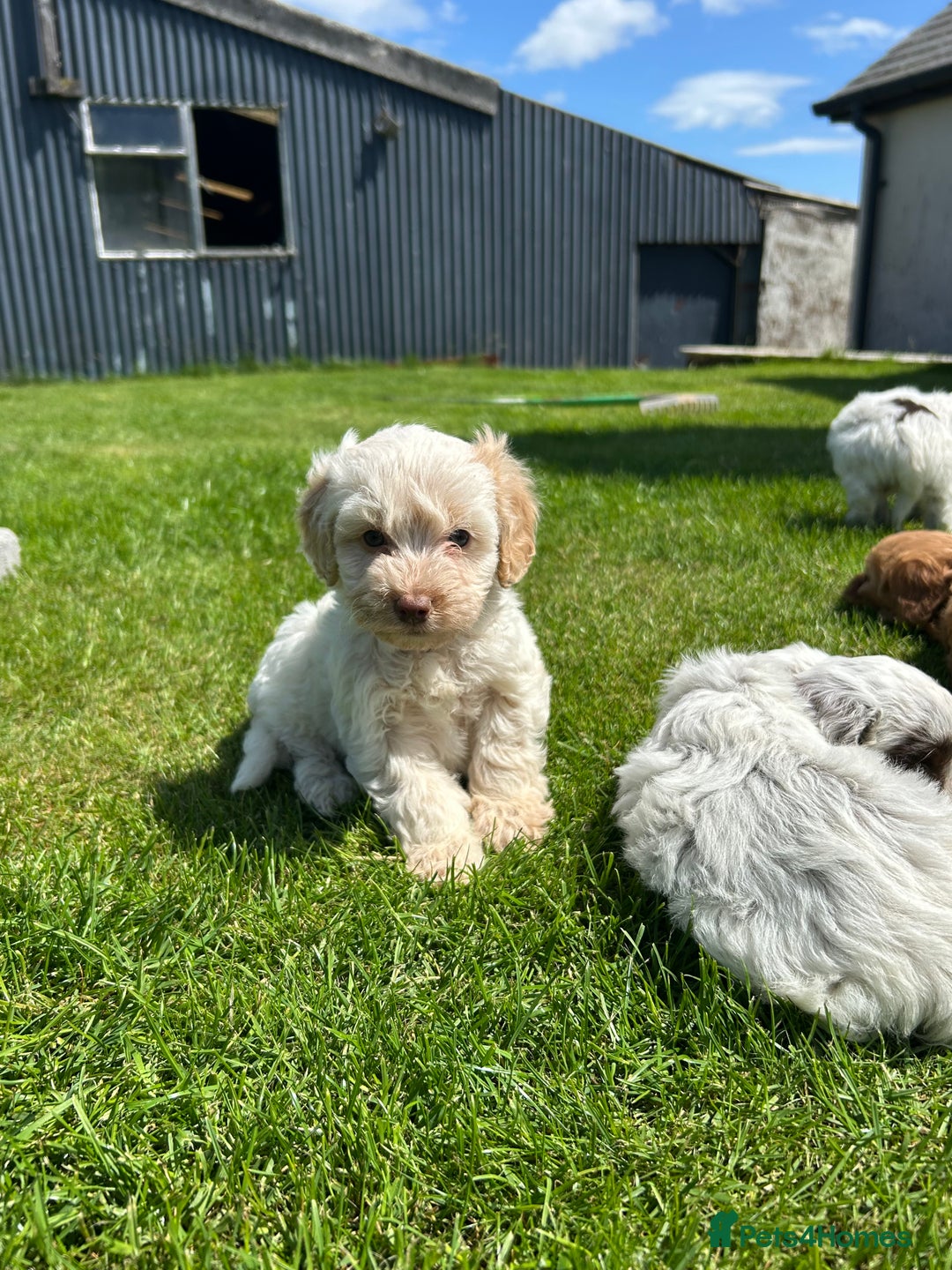 Cockapoo dogs for sale: Beautiful cockapoo puppies  - Image 4