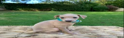 Italian Greyhound dogs for sale: KC Italian greyhound puppies European lineage - Advert 2