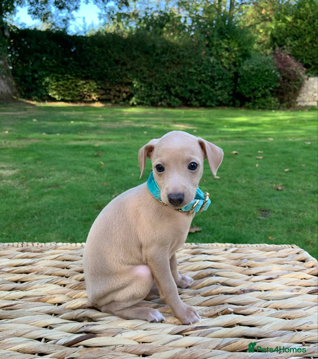 Italian Greyhound dogs for sale: KC Italian greyhound puppies European lineage - Advert 2