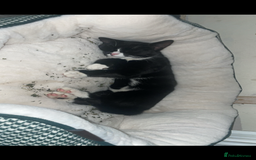 Domestic Shorthair cats for sale: Beautiful male kitten for sale  - Advert 3