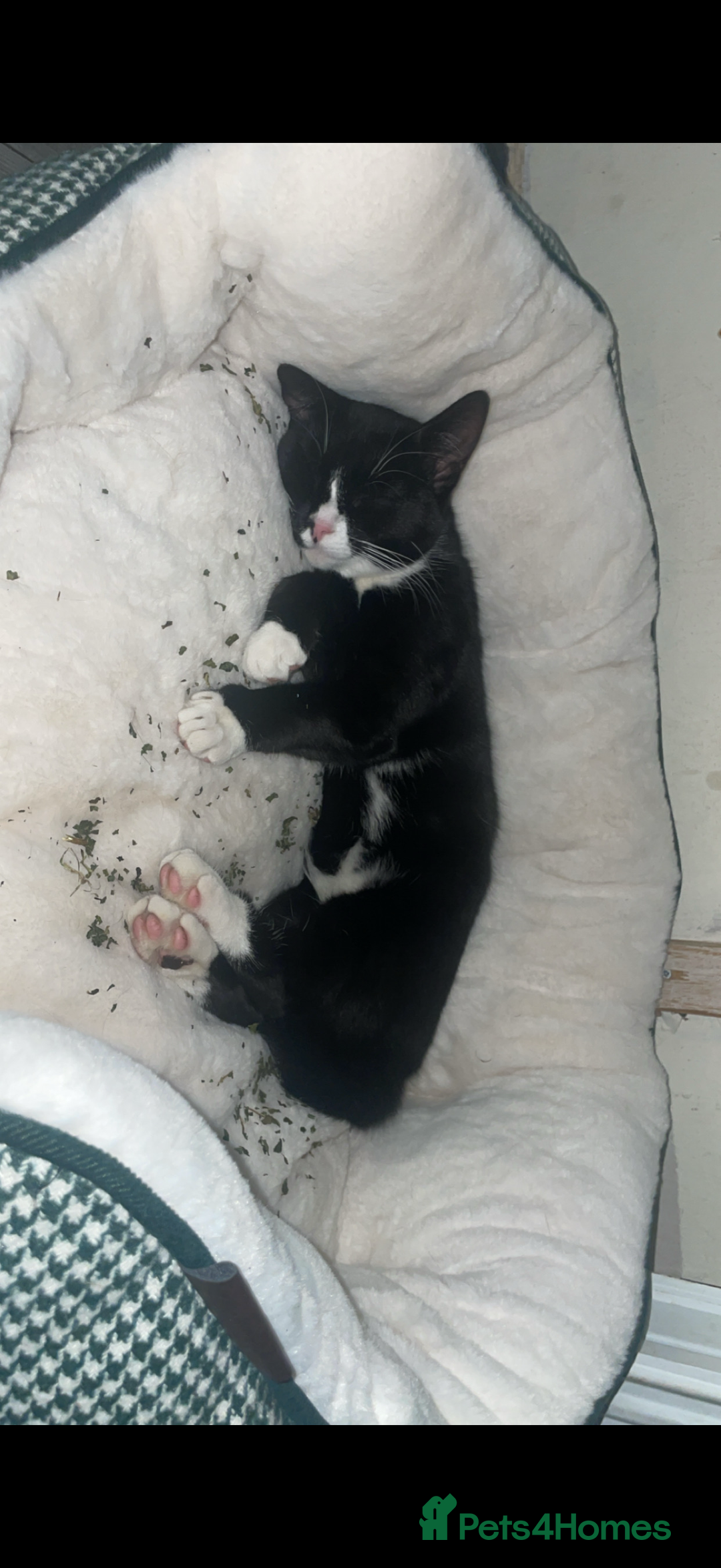 Domestic Shorthair cats for sale: Beautiful male kitten for sale  - Advert 3