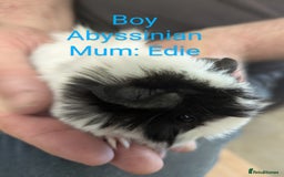 Guinea Pig rodents for sale: Stunning baby guinea pigs! Lunkarya/Abyssinian/sh  - Image 11