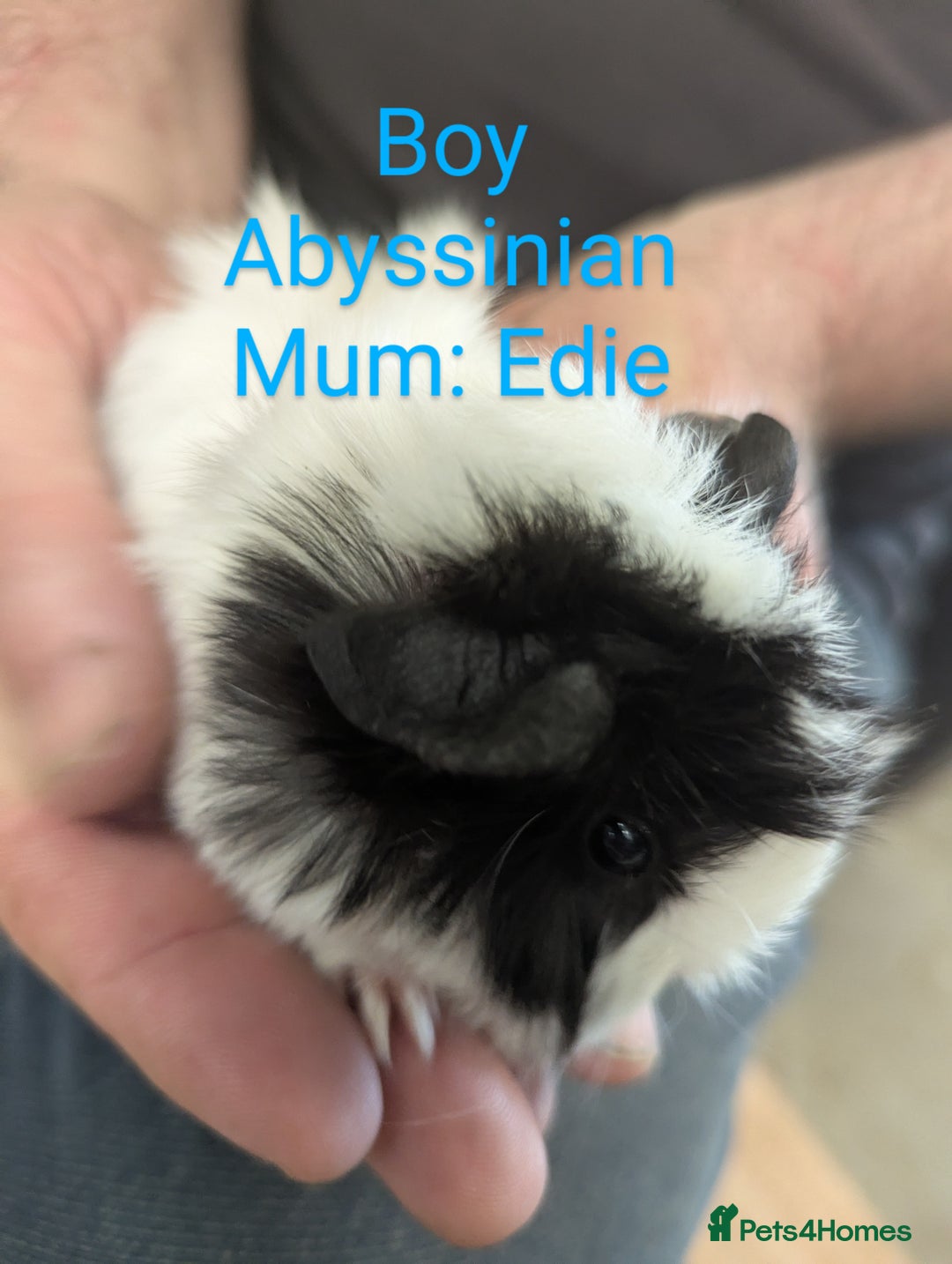 Guinea Pig rodents for sale: Stunning baby guinea pigs! Lunkarya/Abyssinian/sh  - Image 11