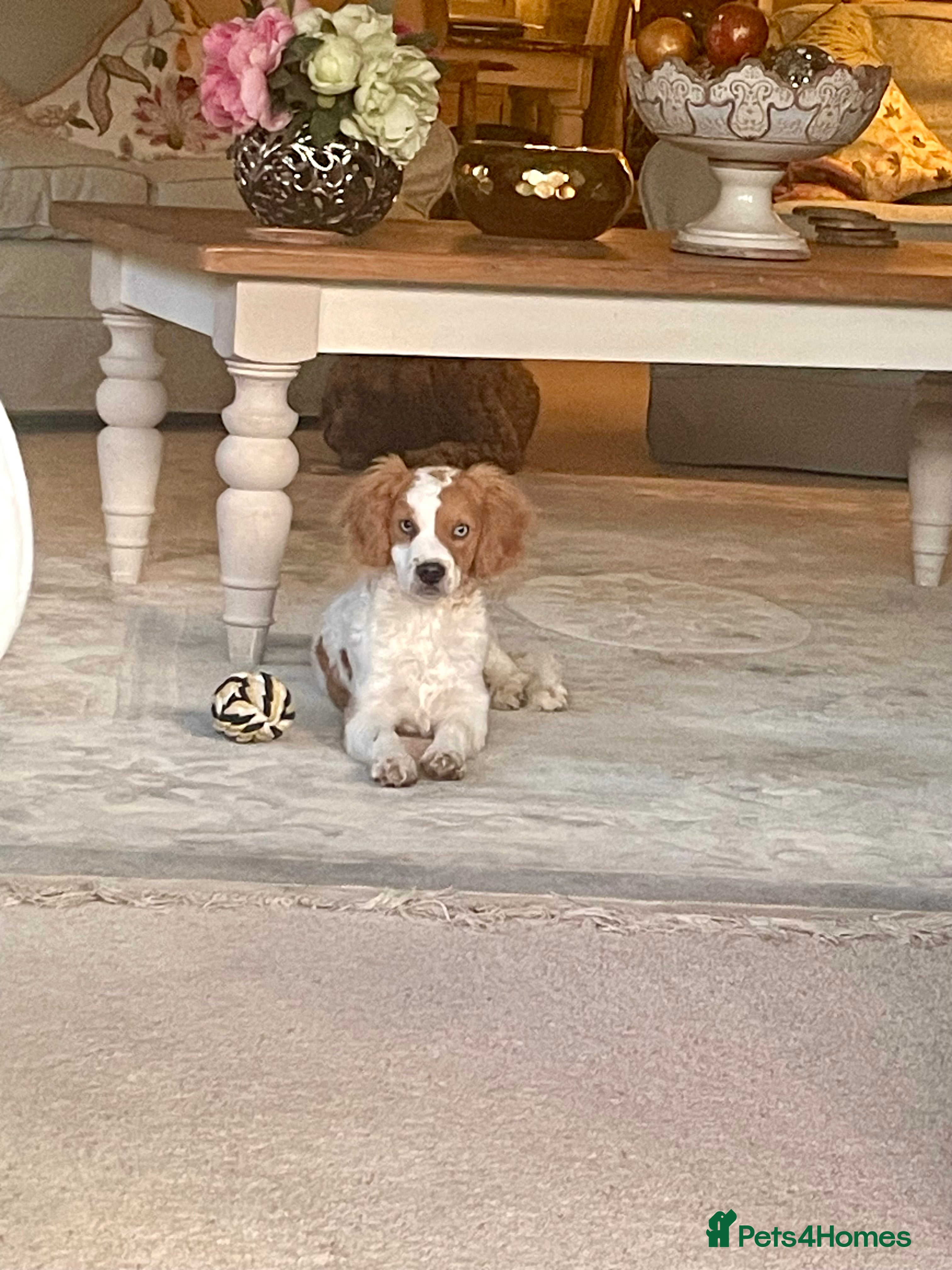 Cockapoo dogs 4 Month Cockapoo - Needing Her Forever Home 🐶🏡   - Advert 4