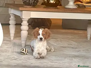 Cockapoo dogs 4 Month Cockapoo - Needing Her Forever Home 🐶🏡 - Advert 4