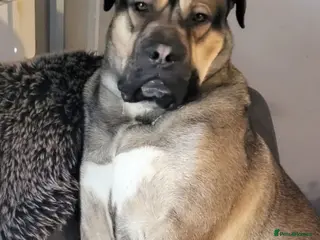 Mixed Breed dogs Cane corso / dog de bordoux 13 months old - Advert 1