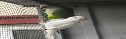 Parrots birds for sale: PROVEN breeding pair of quakers in Faversham - Advert 4