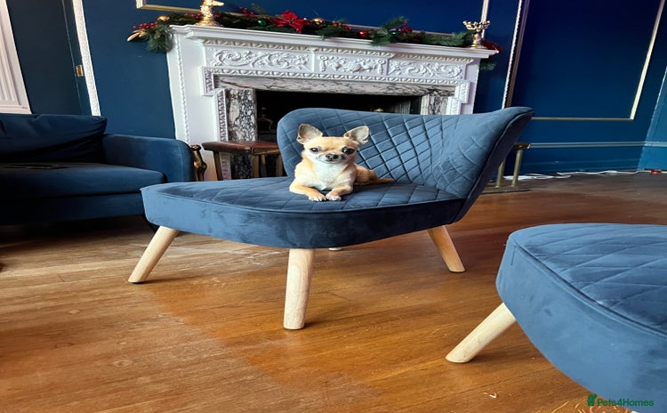 Chihuahua dogs - Advert 4