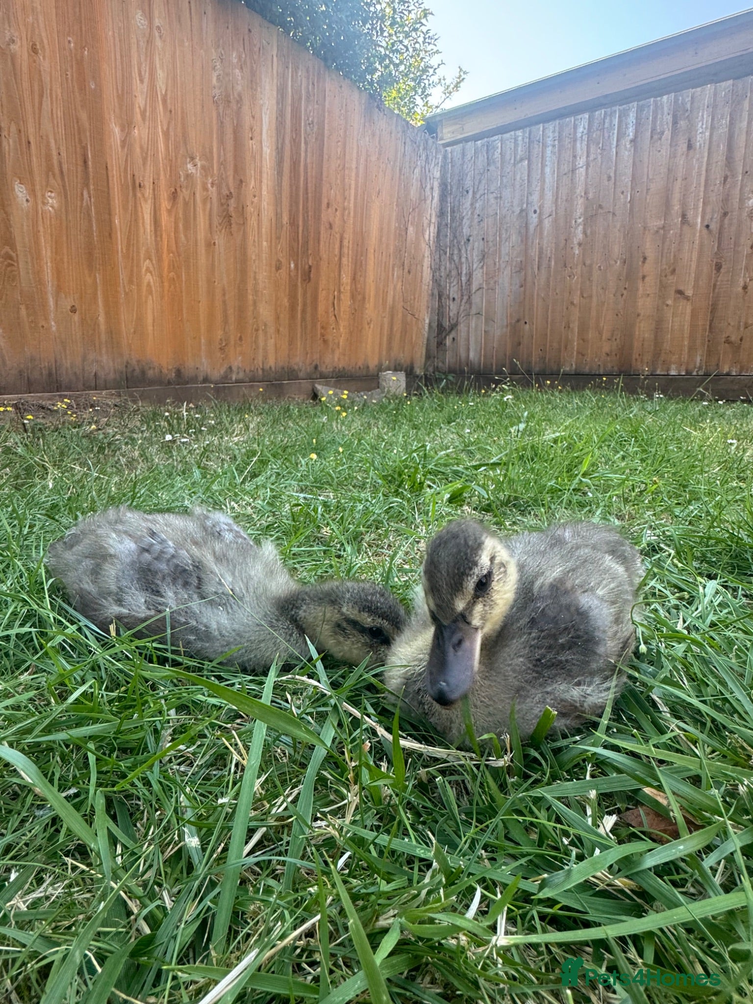 Ducks poultry Ducklings for sale  - Advert 3