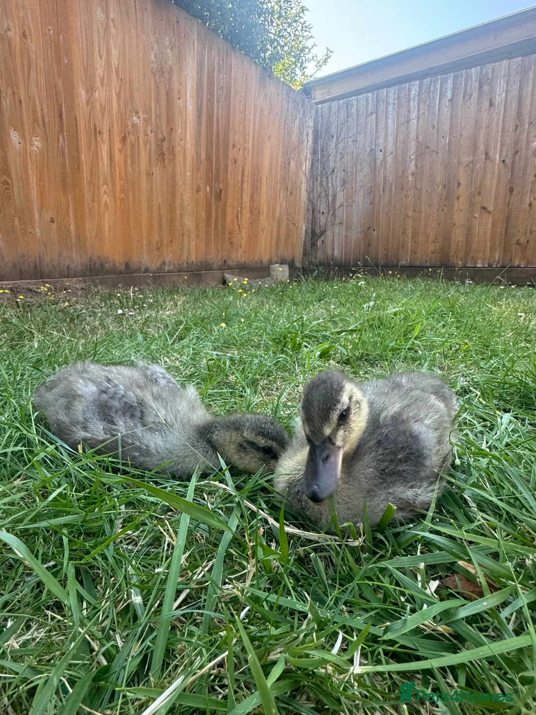 Ducks poultry for sale: Ducklings for sale  in Weston-super-Mare - Advert 1