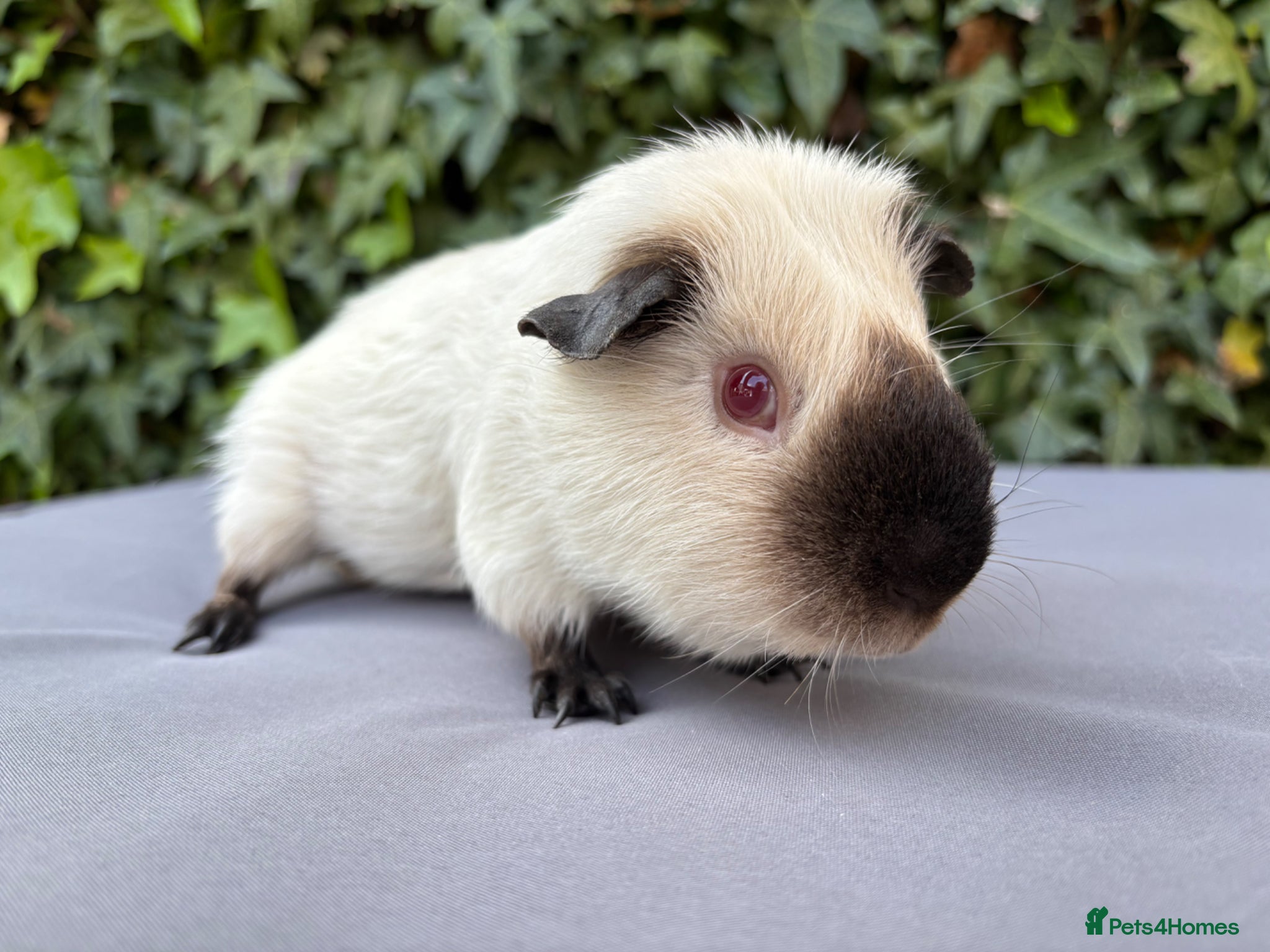 Guinea Pig rodents Dougie!  - Advert 18