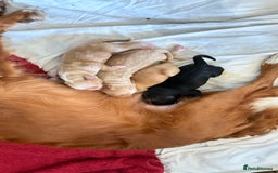 Sprocker dogs for sale: Sprocker for sale - Image 6