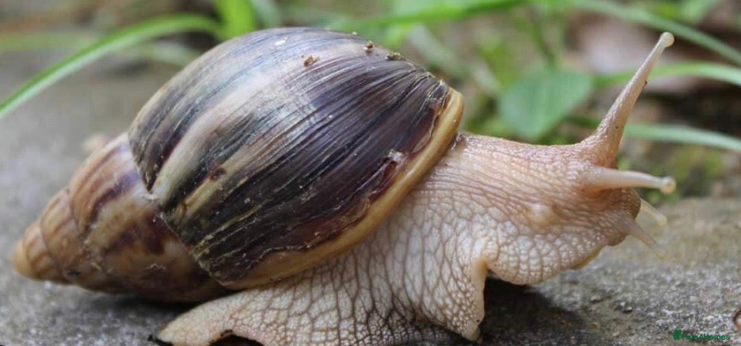 Snails invertebrates Giant African land snails  - Advert 4
