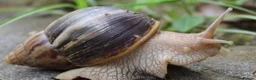 Snails invertebrates for sale: Giant African land snails  - Advert 1