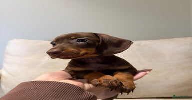 Miniature Dachshund dogs - Advert 13