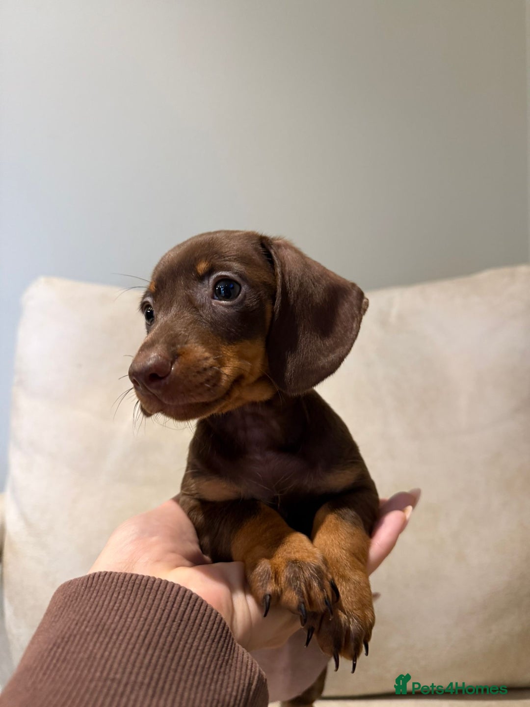 Miniature Dachshund dogs for sale: Beautiful choc and tan dachshund  - Image 2