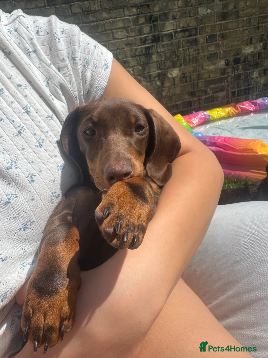 Dachshund dogs for sale: Mabel the Dachshund 🐶 REHOME FOR FREE  - Advert 17