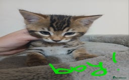 Mixed Breed cats for sale: Beutyful bengal babies wisbech 🐈😻 - Advert 8