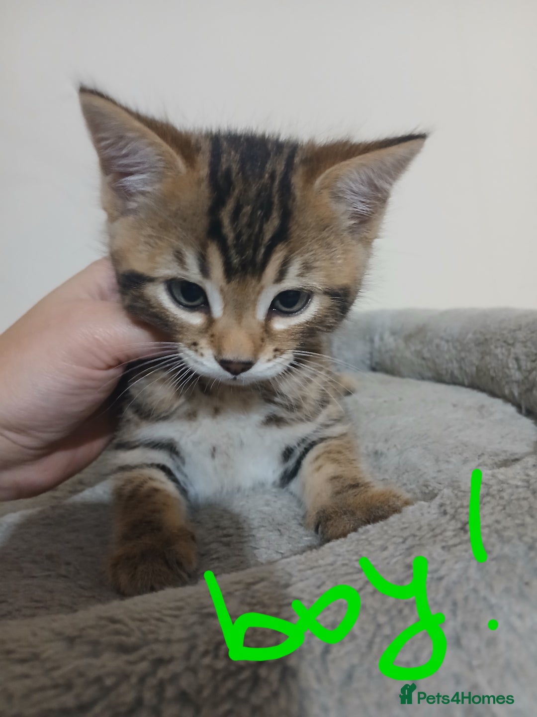 Mixed Breed cats for sale: Beutyful bengal babies wisbech 🐈😻 - Advert 8