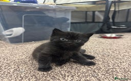 Brazilian Shorthair cats for sale: BSH Kittens for Sale! - Image 5