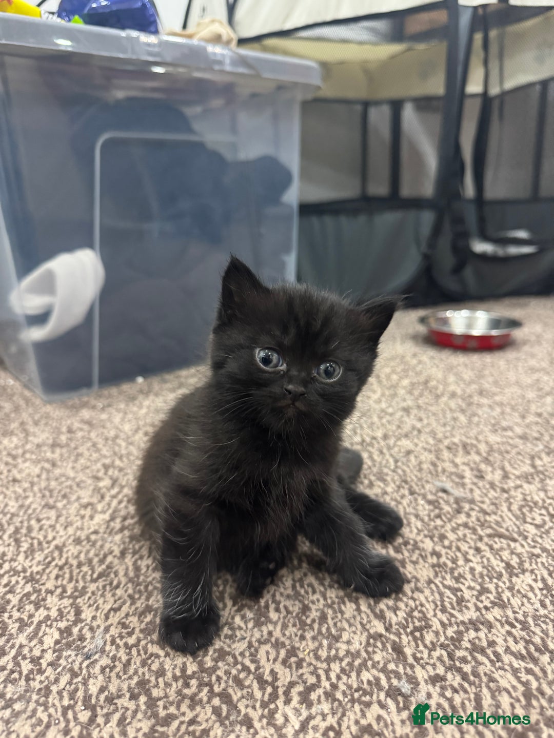 Brazilian Shorthair cats for sale: BSH Kittens for Sale! - Image 5