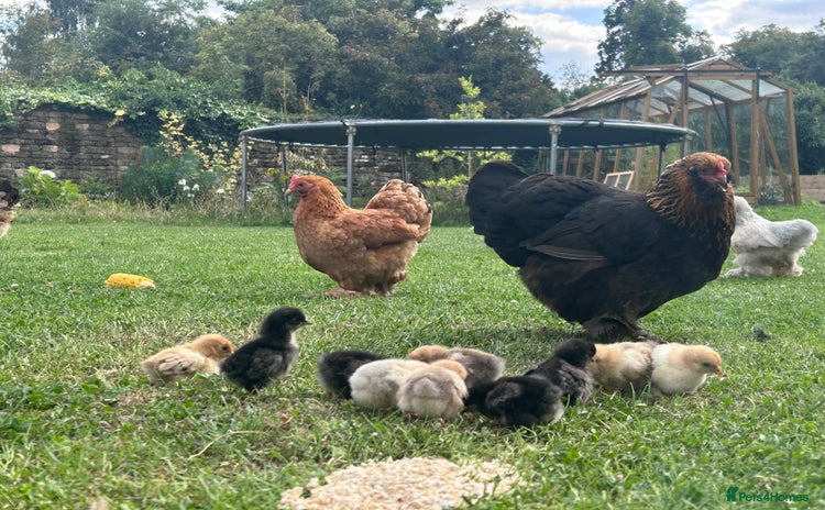 Chickens poultry - Advert 2