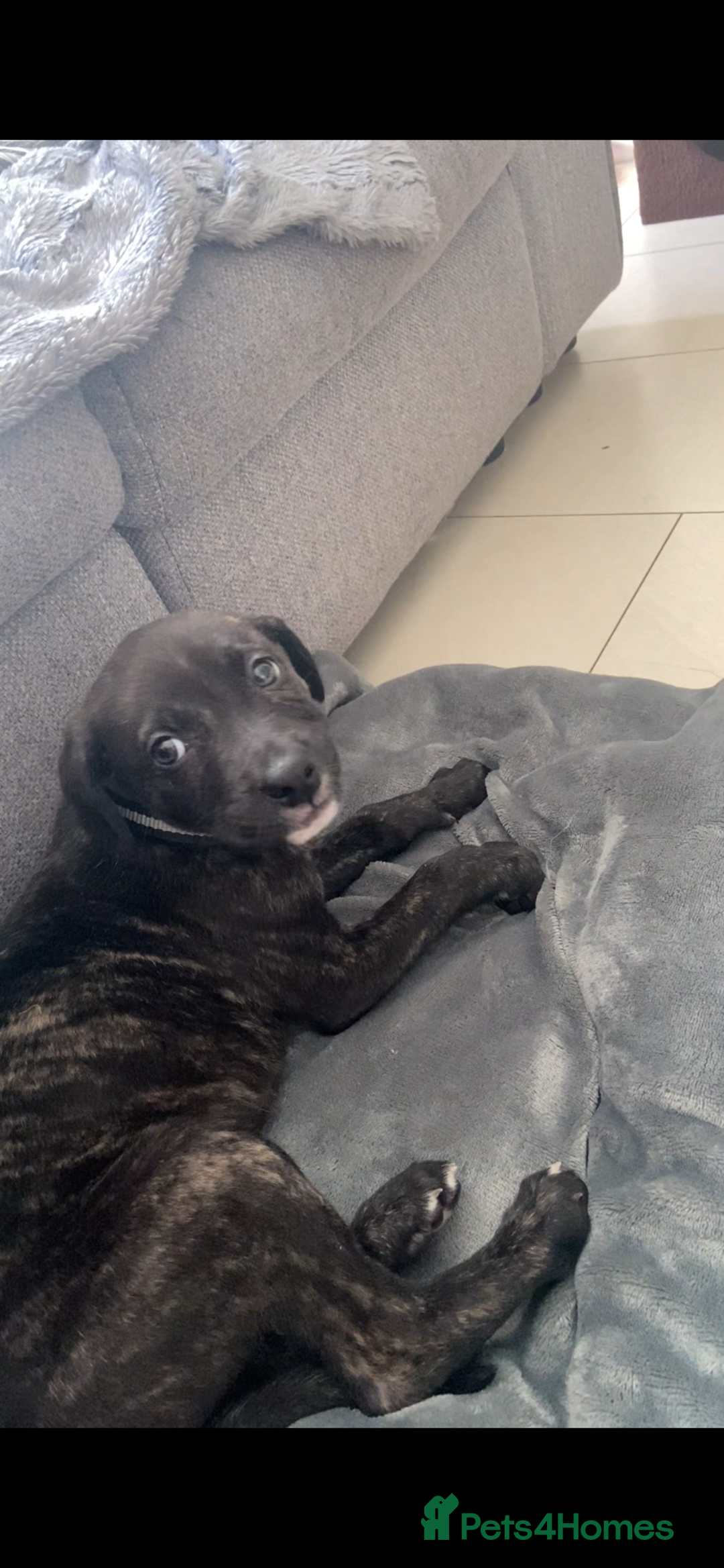 Mixed Breed dogs for sale: Puppy - Advert 1