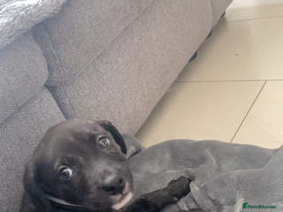 Mixed Breed dogs Puppy - Advert 2