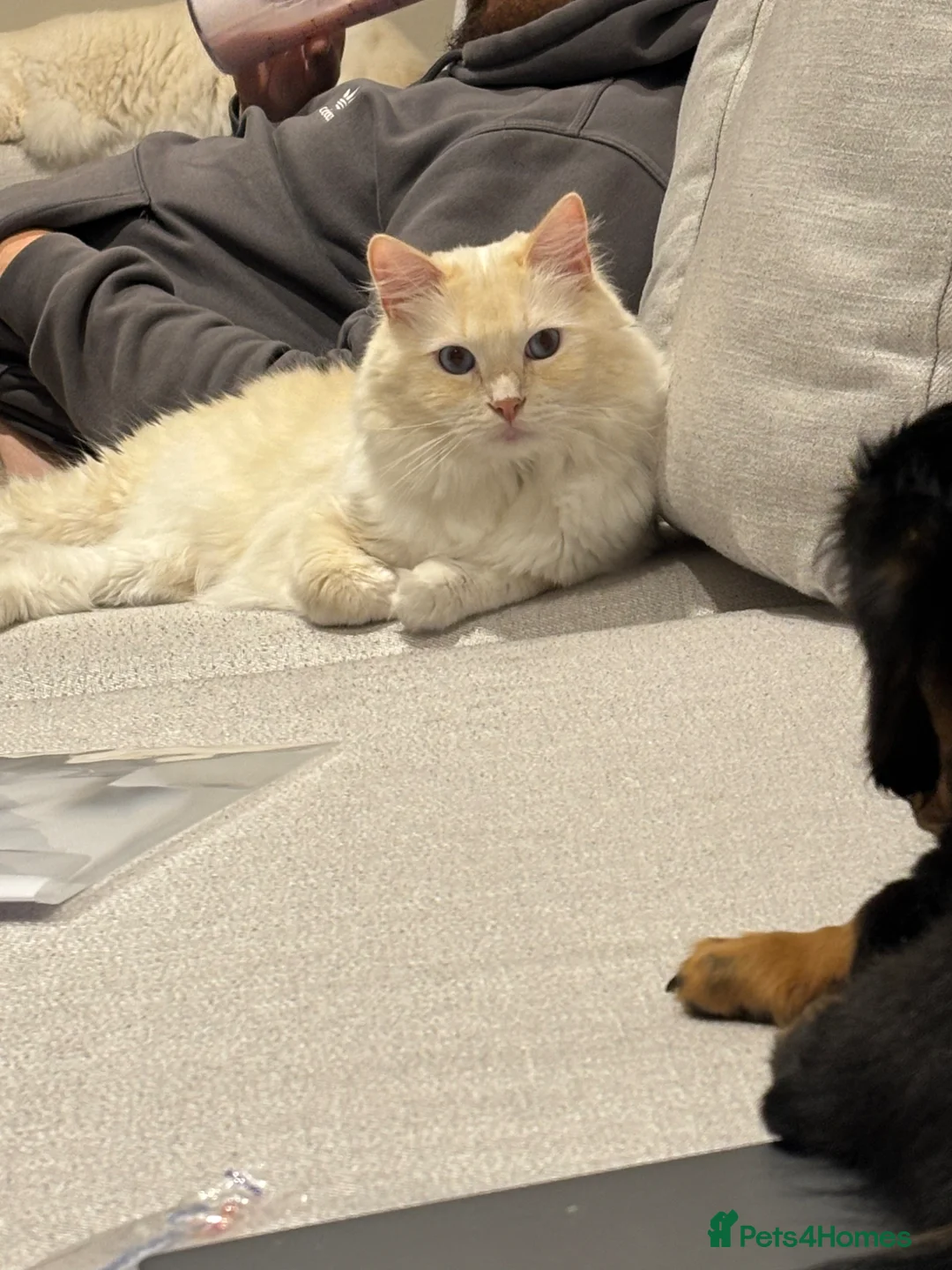 Ragdoll cats for sale: 2 Beautiful Boy Ragdolls in Rayleigh - Advert 1