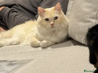 Ragdoll cats 2 Beautiful Boy Ragdolls - Advert 1