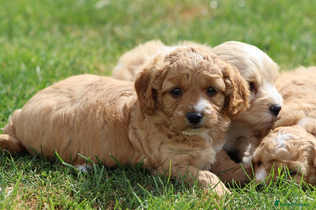 Cavapoochon dogs for sale: Beautiful Cavapoochon puppies for sale - Image 16
