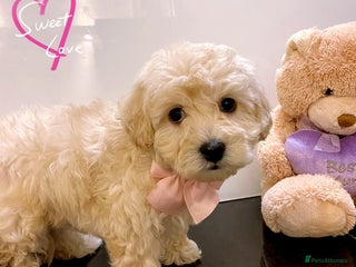 Maltipoo dogs Beautiful Maltipoo girls ready to go - Advert 4