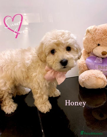 Maltipoo dogs Beautiful Maltipoo girls ready to go - Advert 4