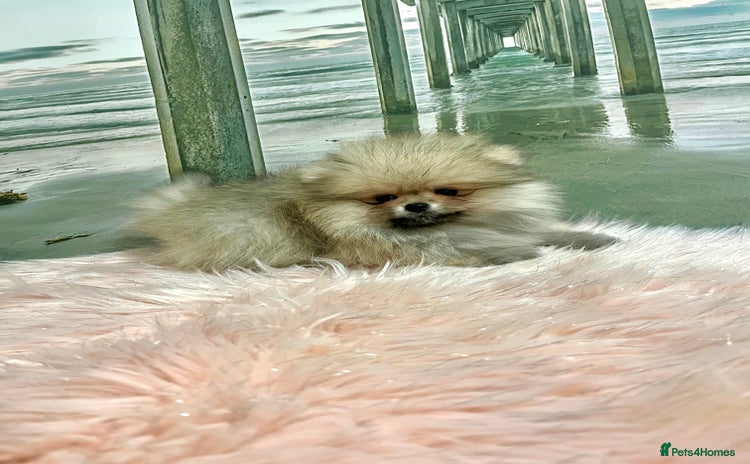 Pomeranian dogs - Advert 2