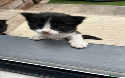 Domestic Shorthair cats for sale: 4 Beautiful Short Hair Kittens  - Image 6