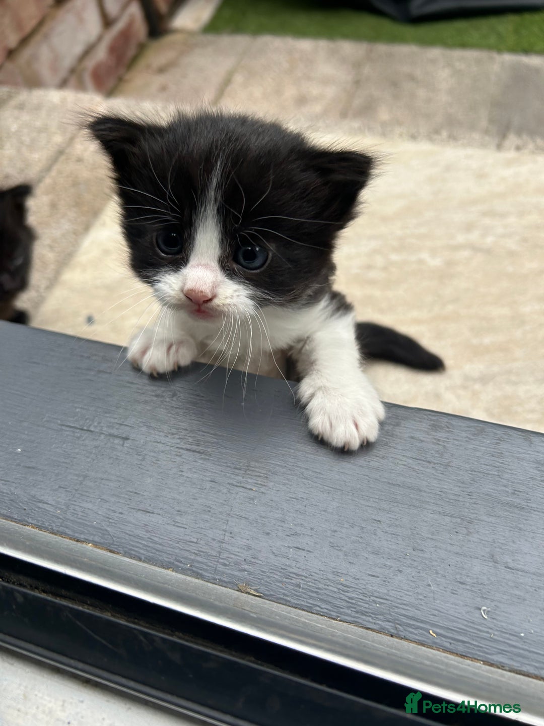 Domestic Shorthair cats for sale: 4 Beautiful Short Hair Kittens  - Image 6